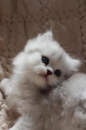 Chaton mle british longhair