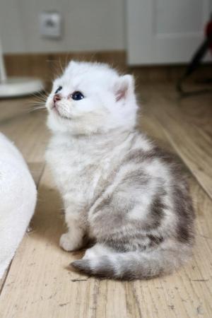 Chaton femelle british longhair