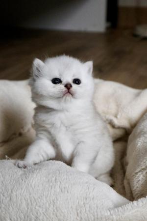 Chaton femelle british shorthair