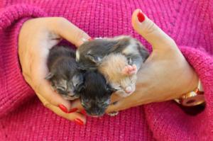 Chaton mle maine coon