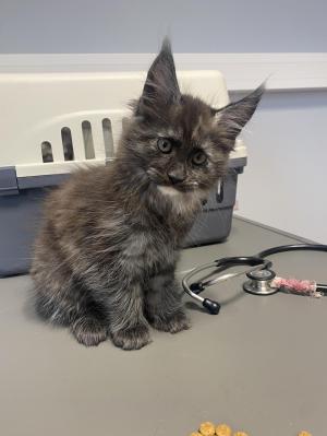 Chaton femelle maine coon