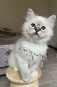 Adorable  chatons sacr de birmanie  loof