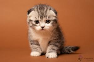 Chaton mle scottish fold