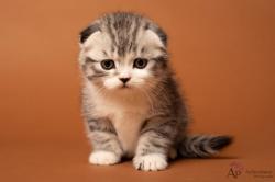 Chaton mle scottish fold et femelle scottish straight