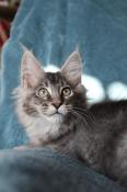 Zeus, chaton mle maine coon loof