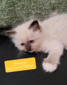  rserver chatons ragdoll