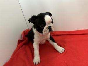 Chiot mle boston terrier