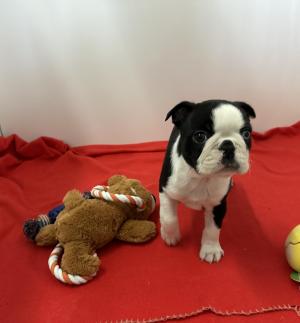 Chiot mle boston terrier