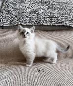 Chaton ragdoll loof