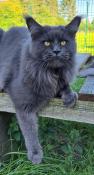 Saillie maine coon