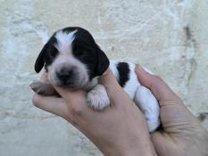 Chiots cocker anglais