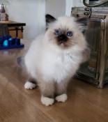 Chatons sacr de birmanie