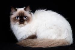 Superbe miss british longhair chocolat point loof