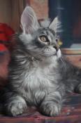 Chaton maine coon loof black silver