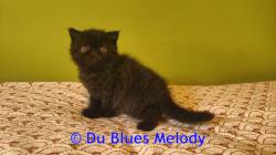 Superbe chatons exotic shorthair persan loof