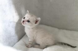 Vente les chaton bengal rare - chaton de champion