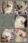 Chatons ragdoll traditionnel et mink