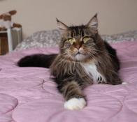 Maine coon adulte