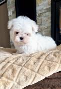 Chiot bichon maltais toy