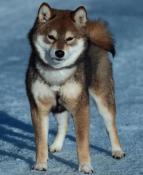 Chiots shiba inu  lof-prestigieuses origines - hautes lignes japo