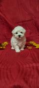 Petite femelle bichon fris