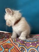 Chaton ragdoll