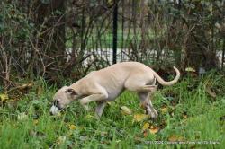 [lof] disponible, chiots whippets