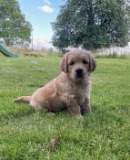 Chiots golden retriever lof