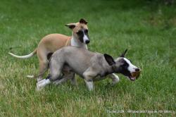 [lof] disponible, 3 whippets