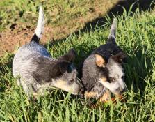 Chiots bouvier australien lof