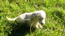 Magnifiques chiots d'apparence golden retriever