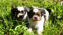 Magnifiques chiots shih tzu lof