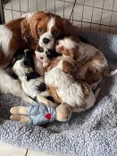 Chiot cavalier king charles spaniel -mle