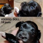 Voodoo doll cur de masa