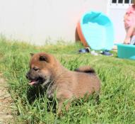 Shiba inu lof