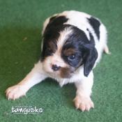 Chiots cavaliers king charles disponible  l'adoption