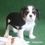 Chiot cavalier king charles femelle disponible  l'adoption