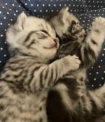 Superbes chatons british silver tabby