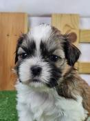 Chiots shih tzu lof