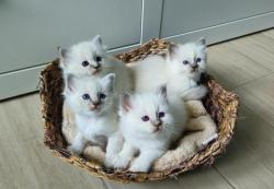 Chatons sacr de birmanie