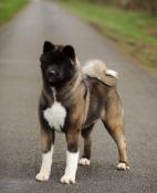 Chiots akita americain lof, superbes lignees