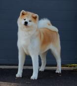 Femelle 6ans akita inu