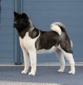 Femelle 6ans akita americain