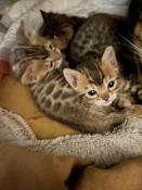 Chatons bengal