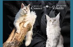 Chaton maine coon pure race