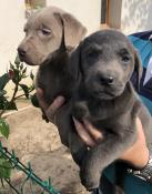 Trs rare chiots d'apparence labrador silver et charcoal