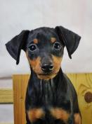 Chiots pinscher nain