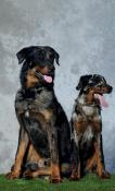 Chiots beauceron noir et feu ou arlequin