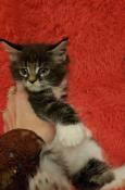 Splendides, rare bbs femelles maine coon polydact loof tortie /brown