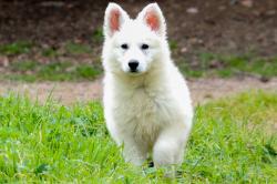 Chiots berger blanc suisse